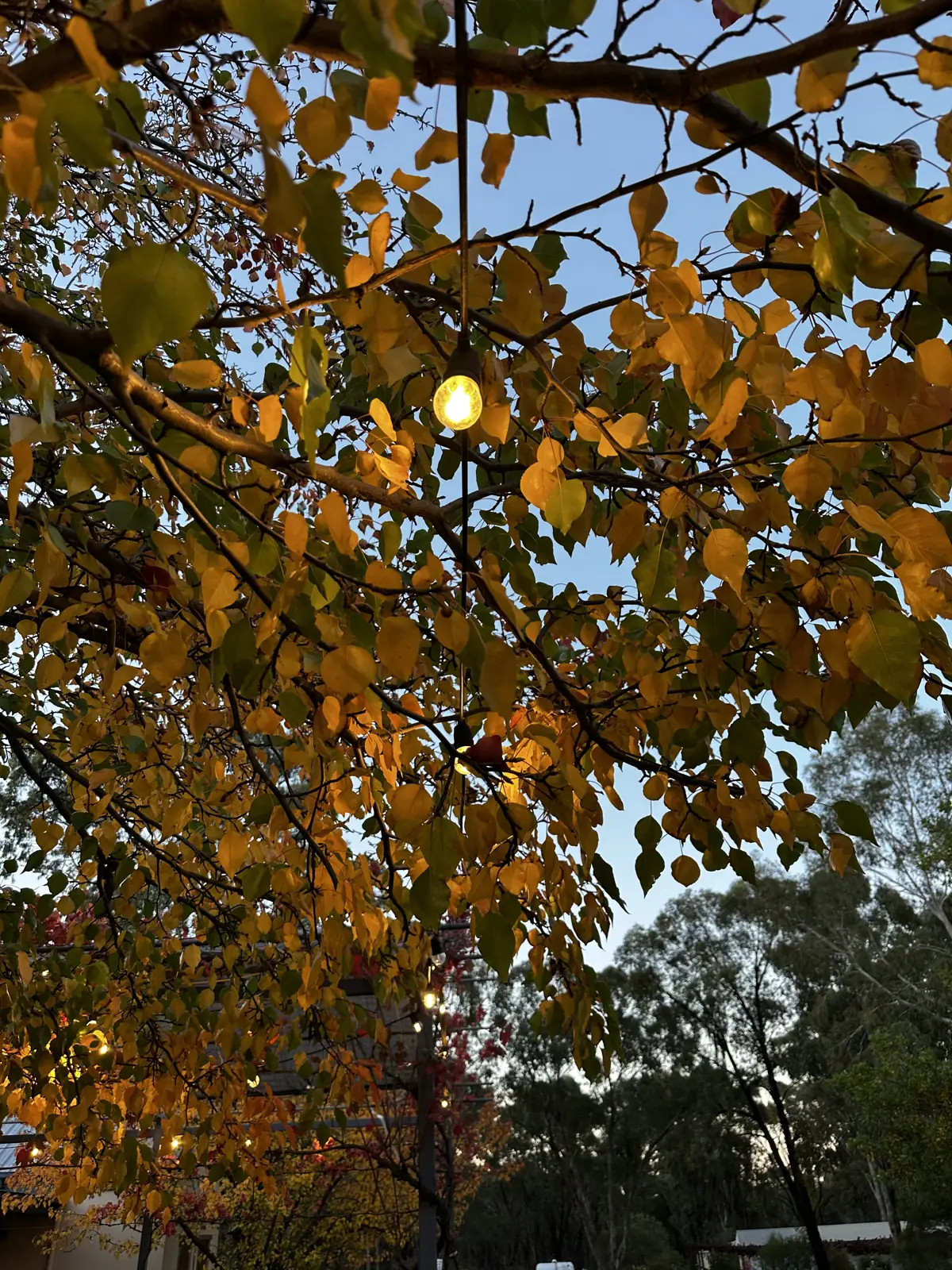 Festoon lights in the trees above the outdoor deck at dusk