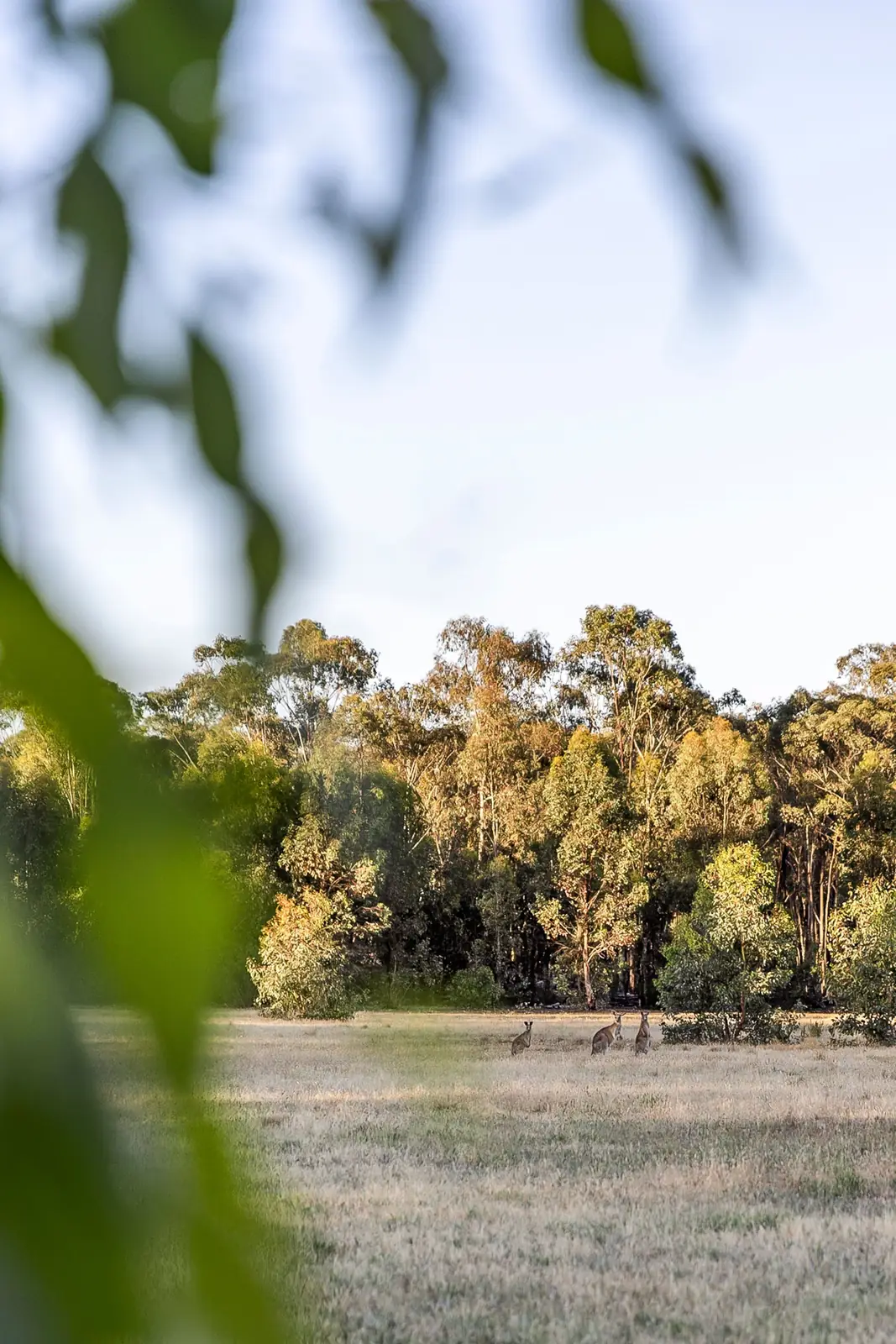 Kangaroos in the paddock